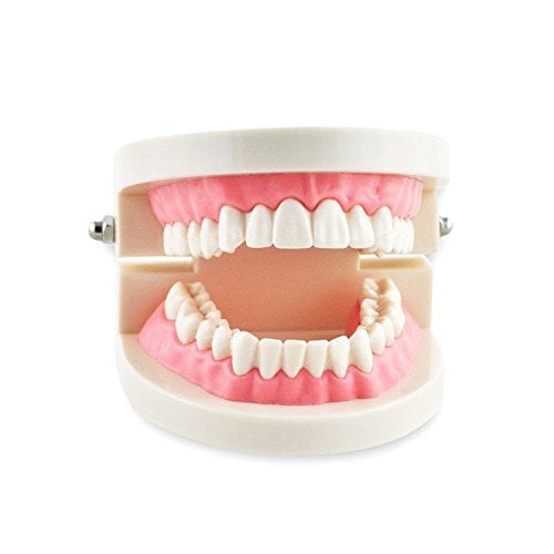 Dental Adult Typodont Demonstration Teeth Model Orthodontic Model Teeth Teach Study Model with Brackets Dental Adult Typodont Demonstration Teeth Model Orthodontic Model Teeth Teach Study Model with Brackets